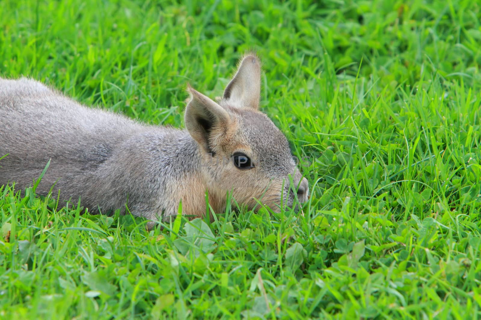 A young Patagonian mara by mitzy