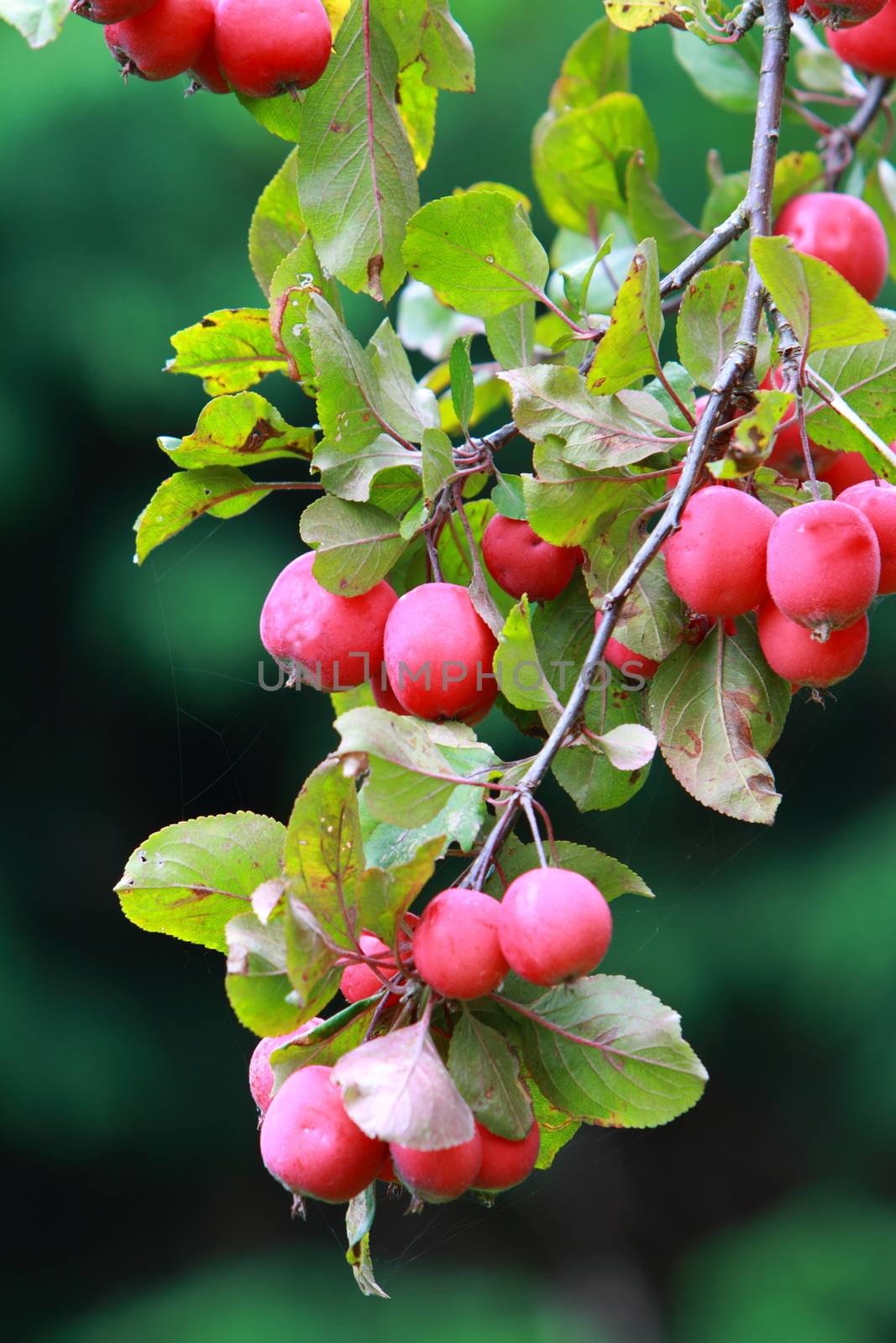 ripe crab apples by mitzy
