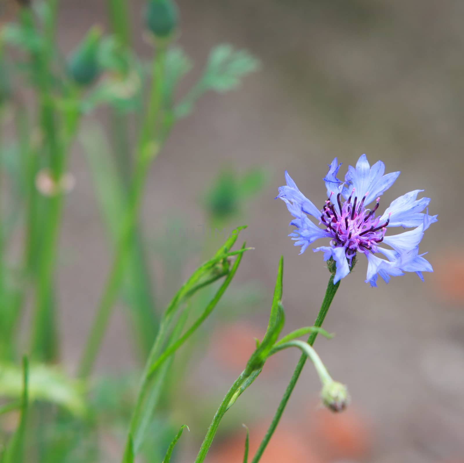 Cornflower, Centaurea cyanus by mitzy