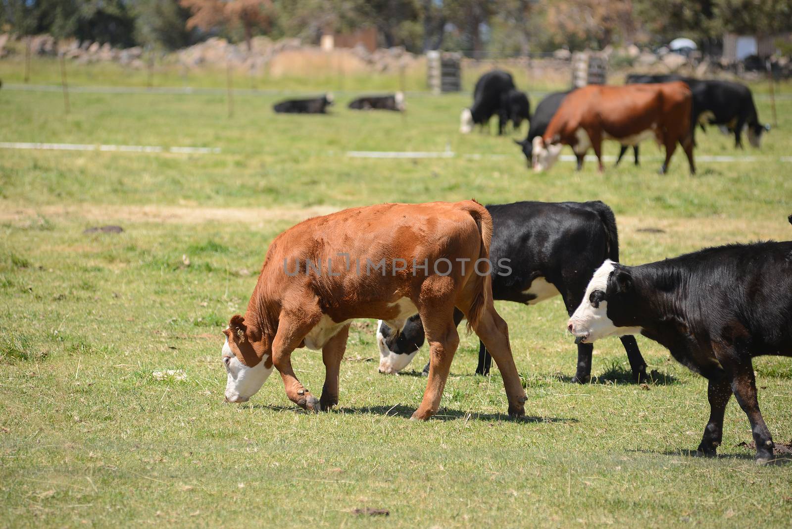 brown and black cattle in a grass field