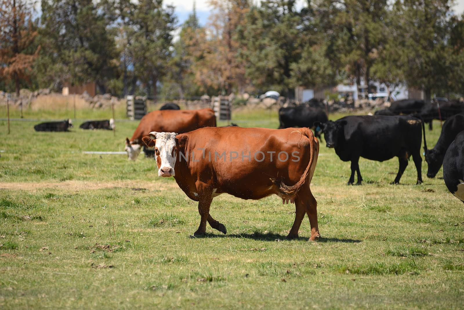 cattle in a farm by porbital