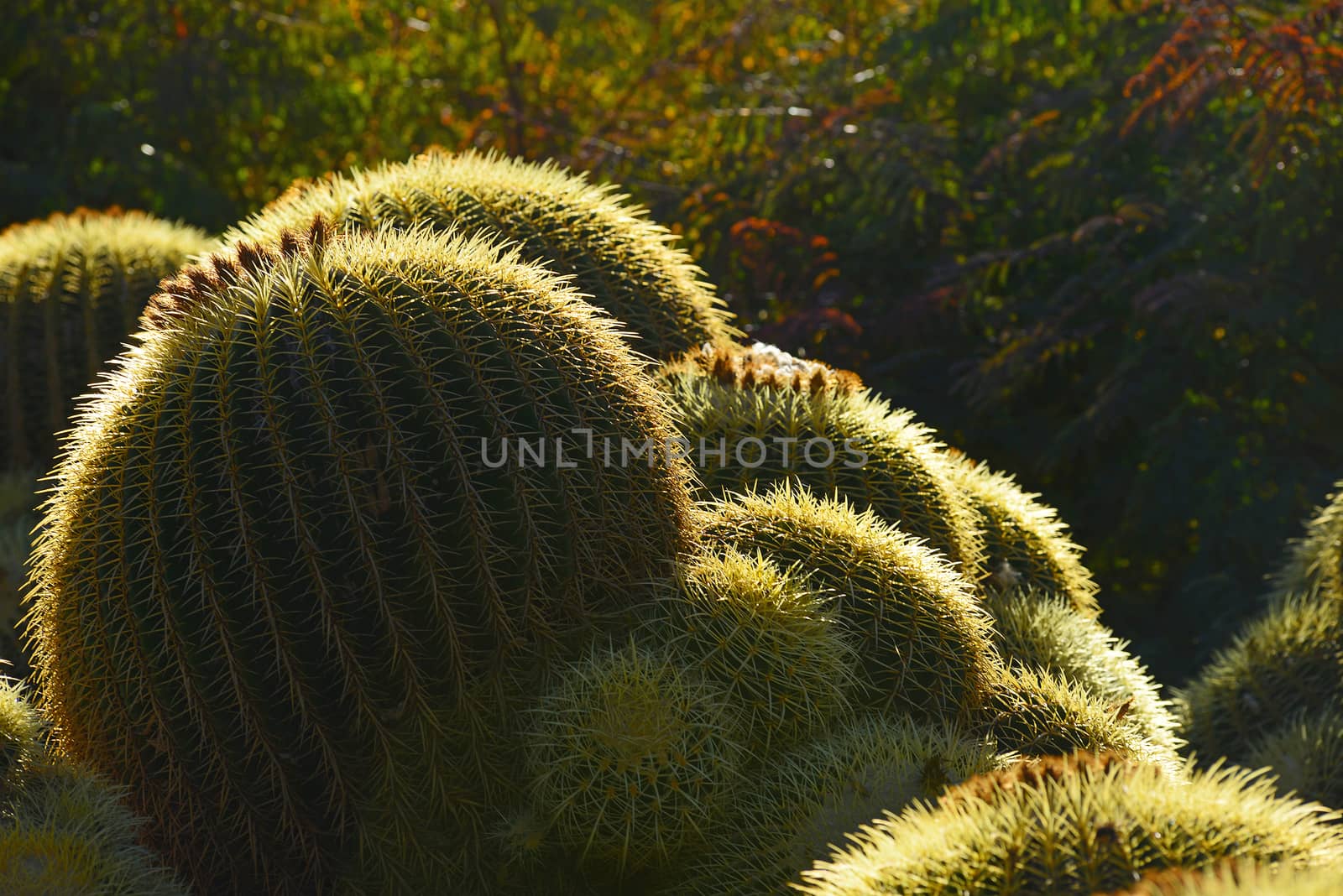 yellow glowing cactus in a garden in southern california