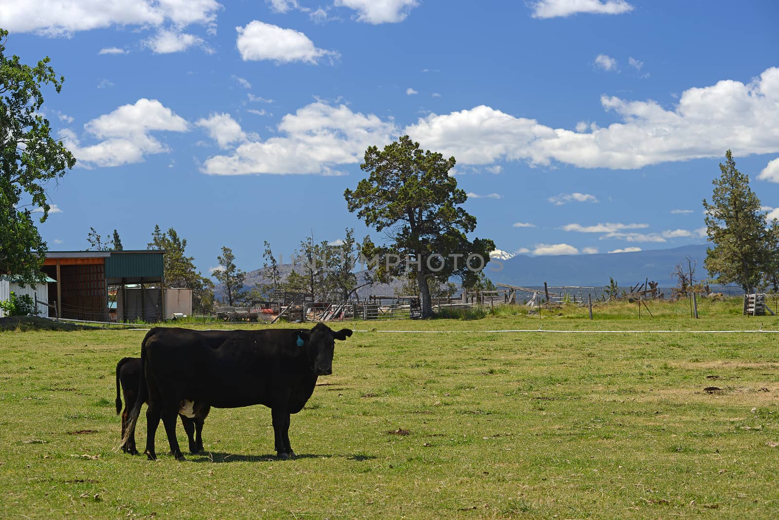 black cow in a grass field