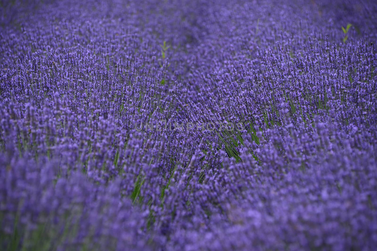 lavender field by porbital