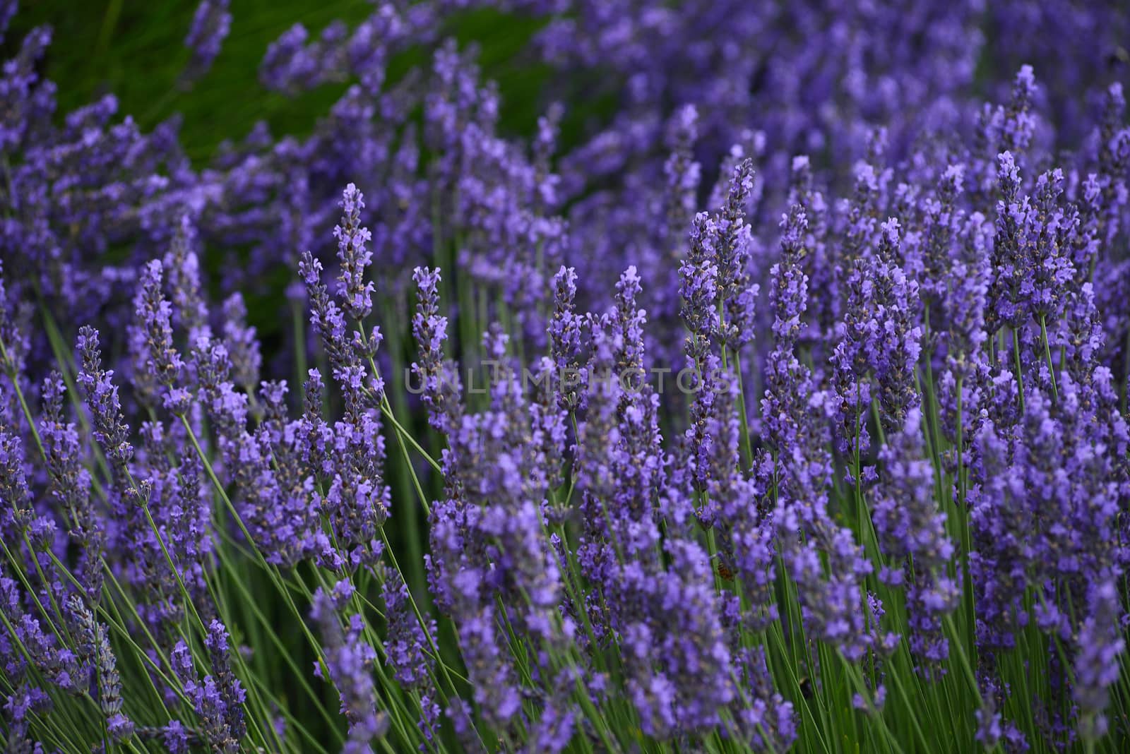 lavender flower field in oregon