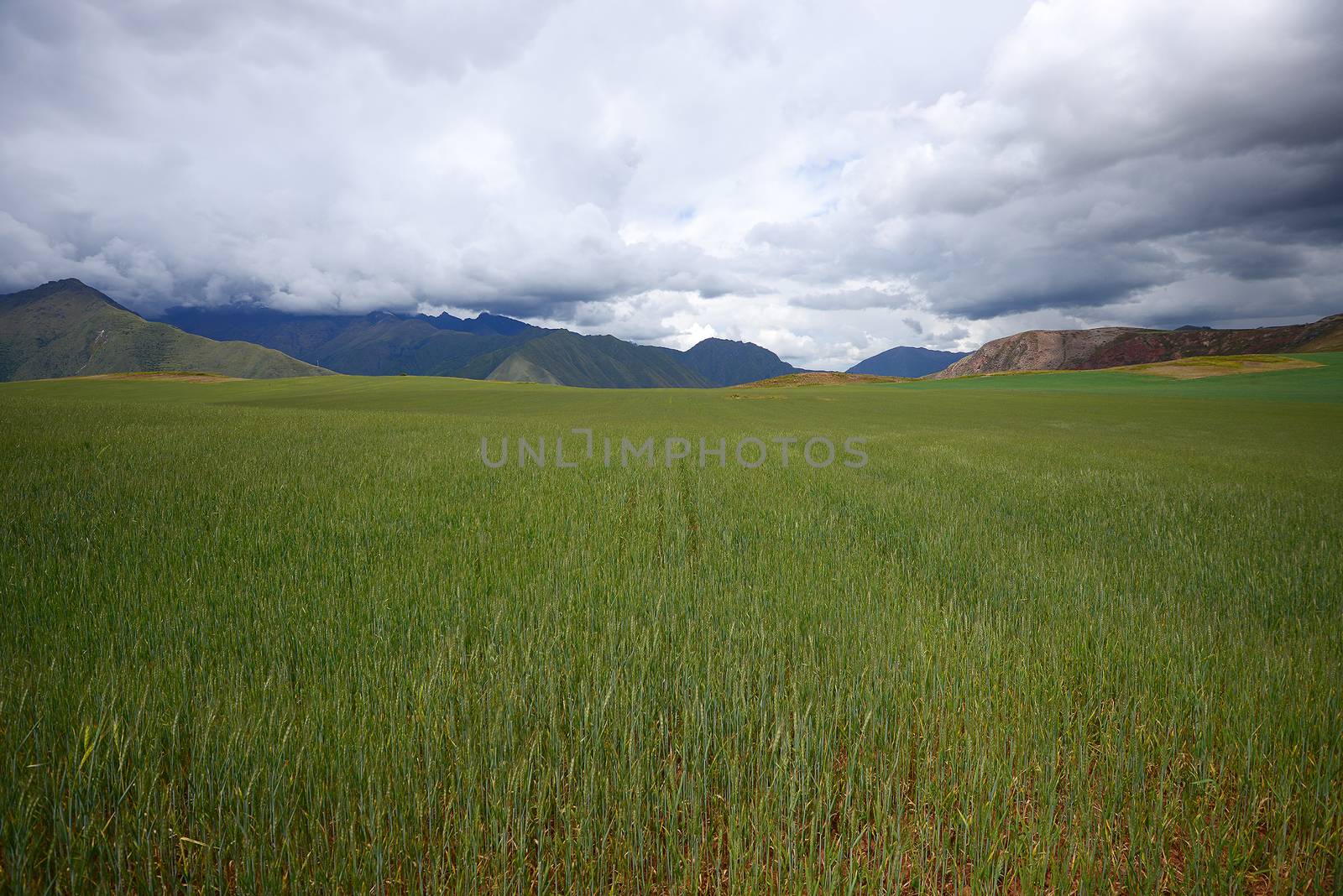 rice field in peru with storm clouds