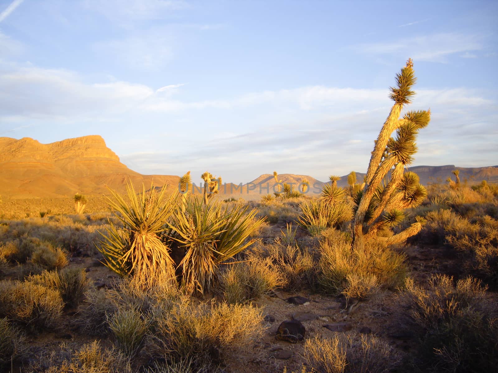 Evening sun glows on Arizona Desert