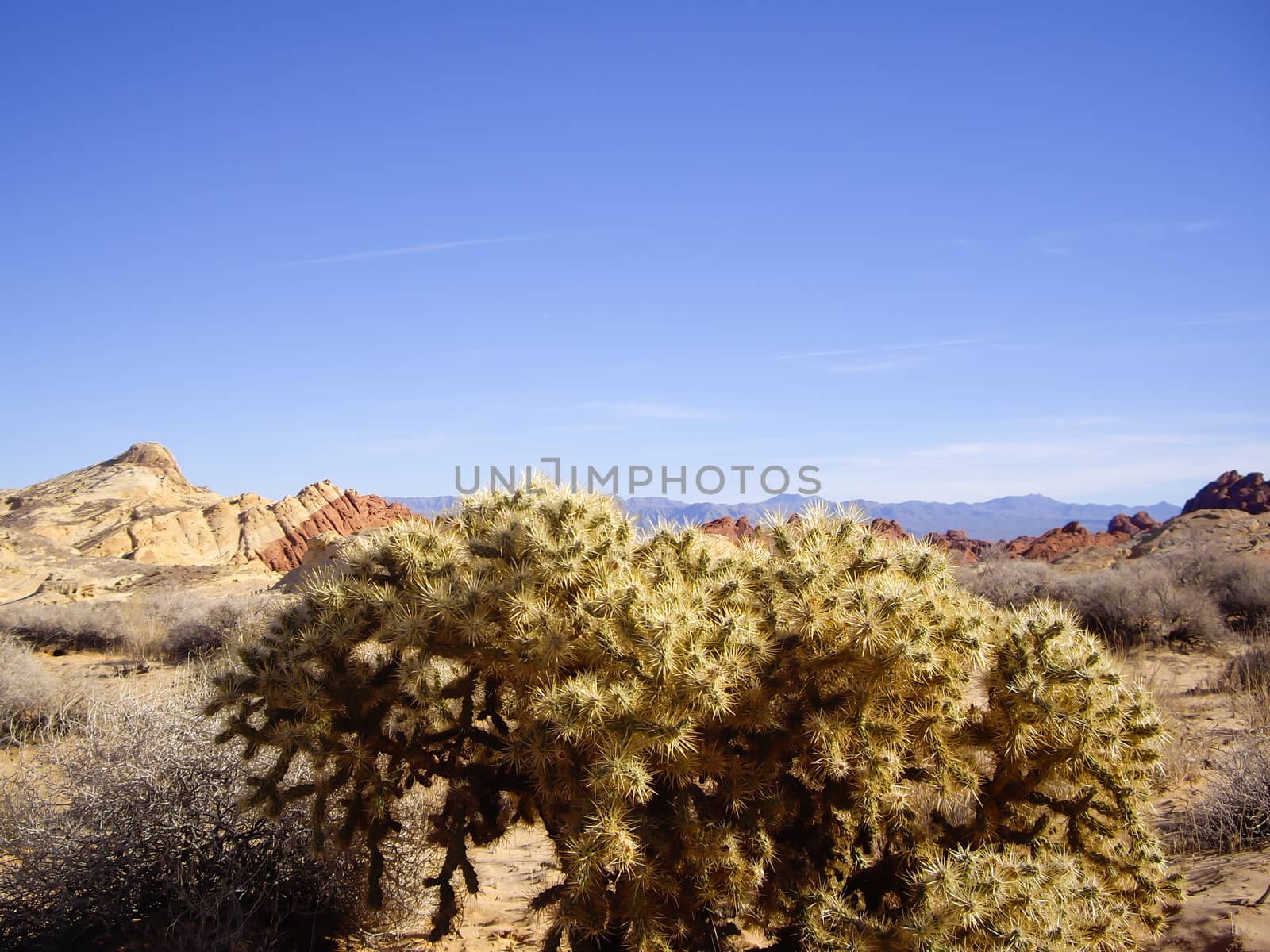 Colorful rock and cholla cactus in Valley of Fire