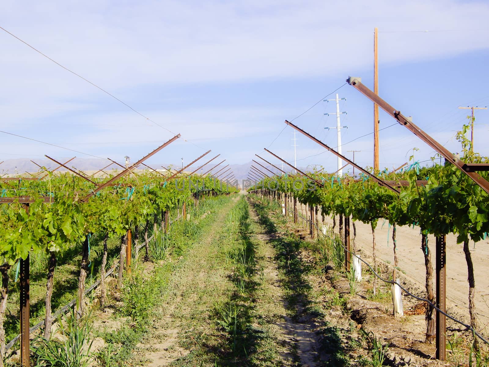 Winter vines after the harvest by emattil