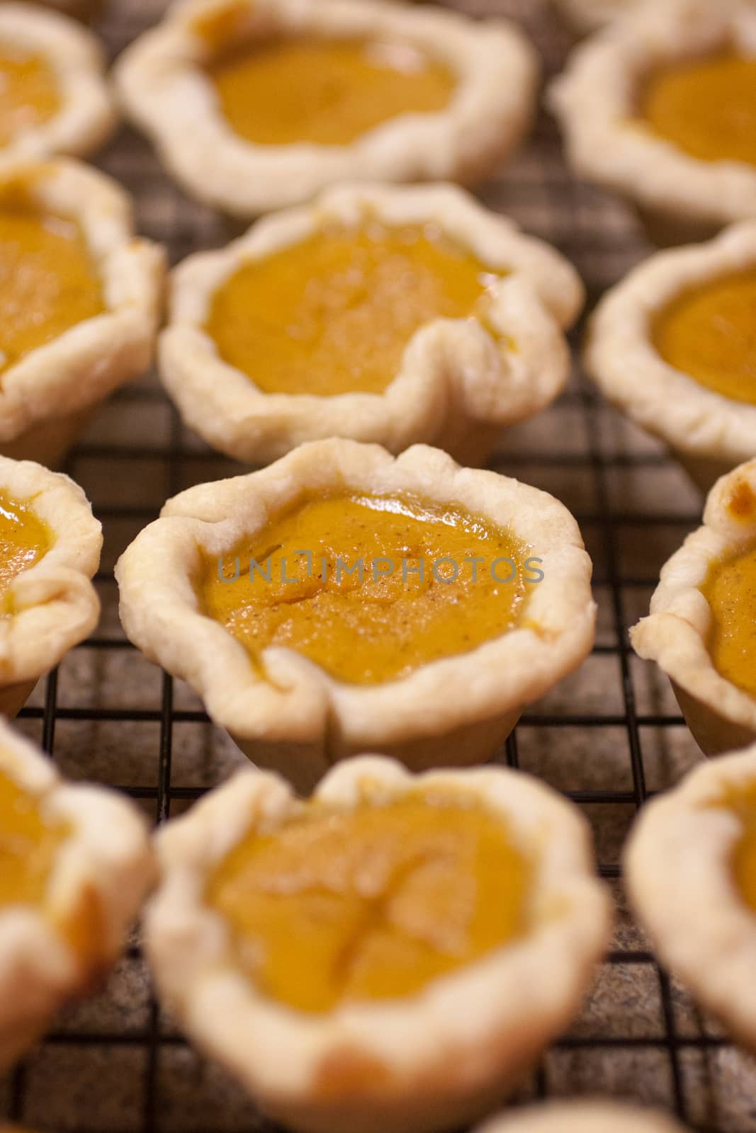 Mini or bite-sized pumpkin pies lined up on a counter top.