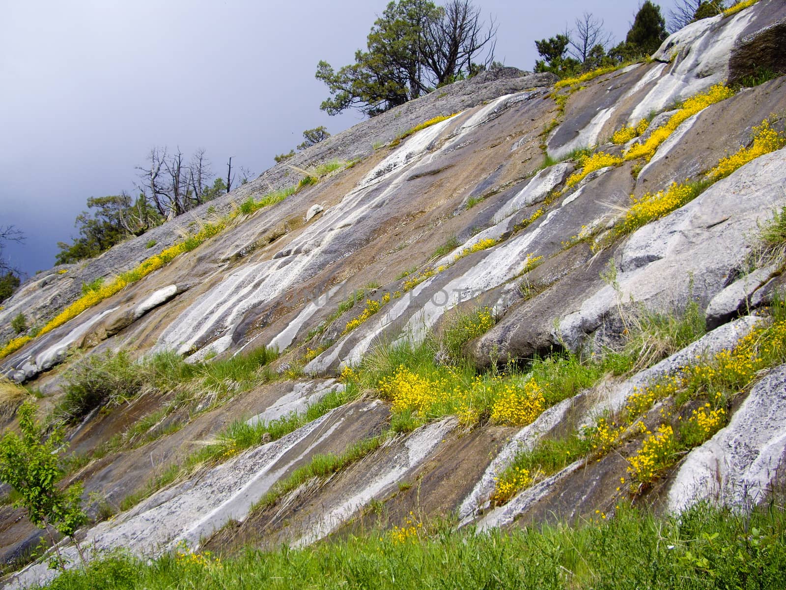 Flowers on rock slopes in Summer at Yellowstone National Park