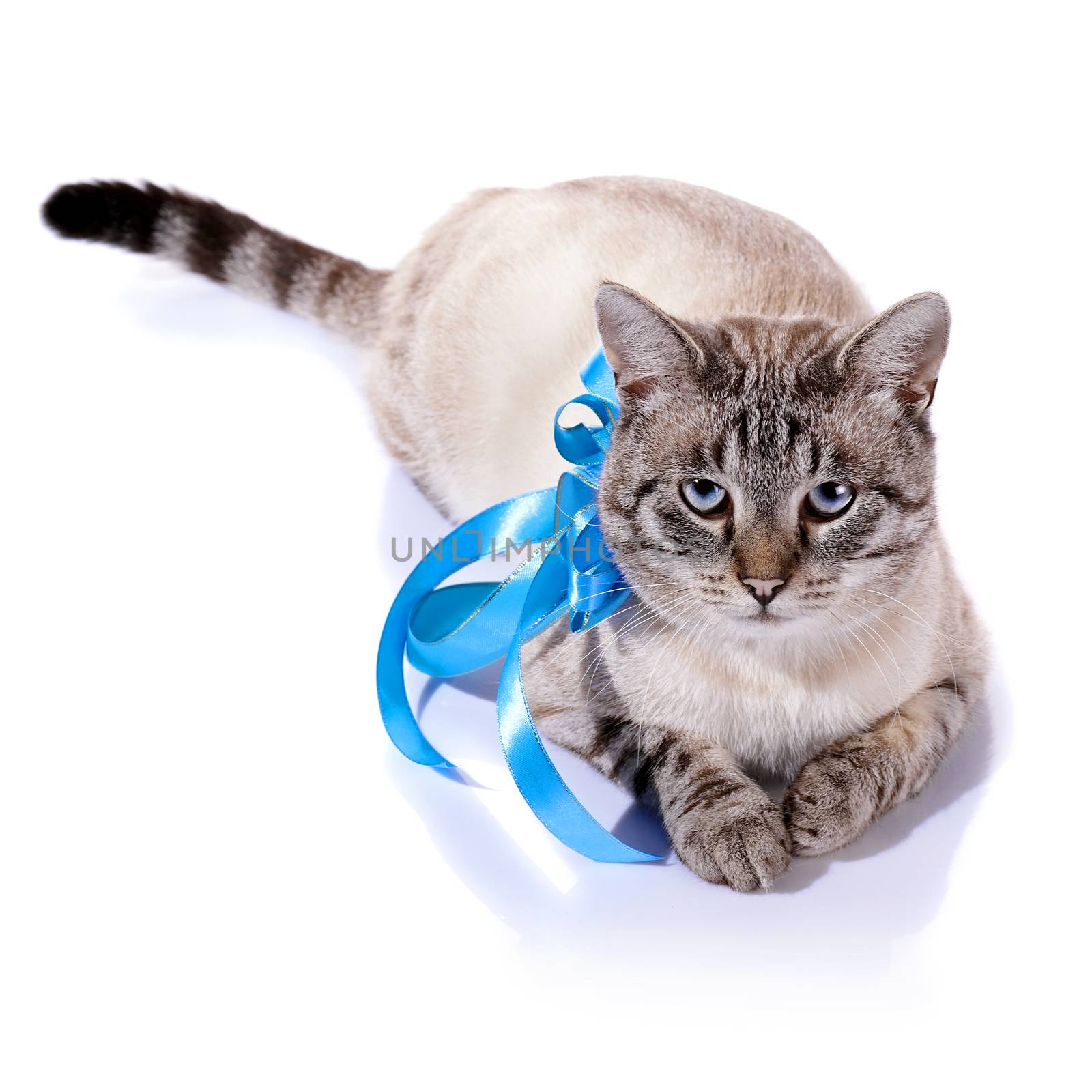 Striped blue-eyed cat with a blue tape. by Azaliya