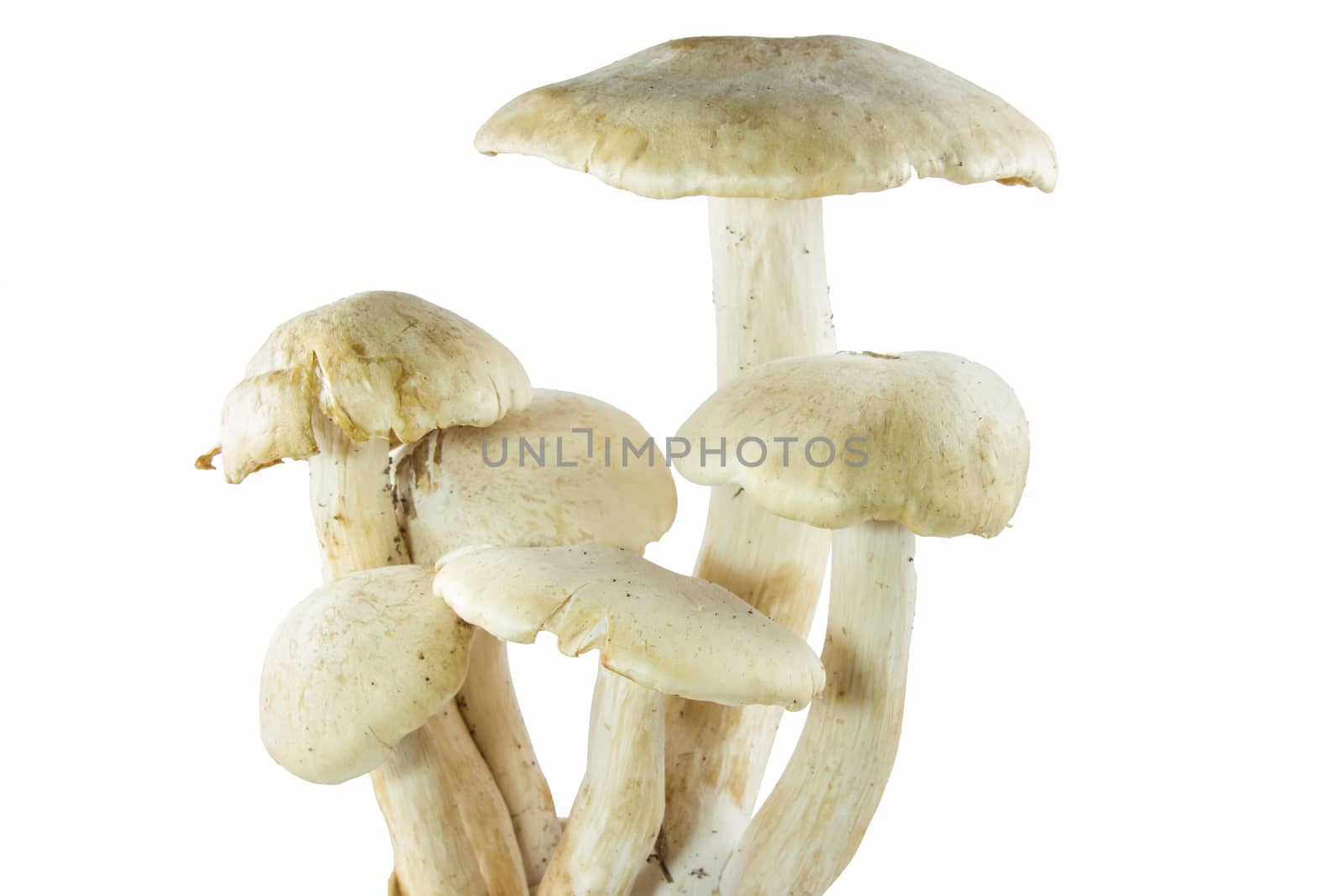 group of mushroom isolated on white background