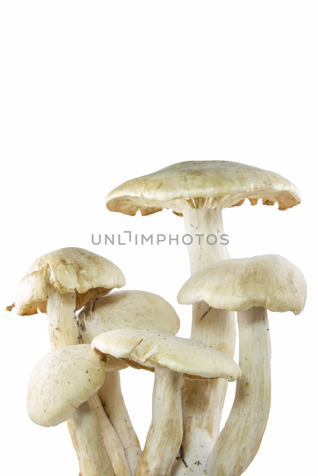 group of mushroom isolated on white background