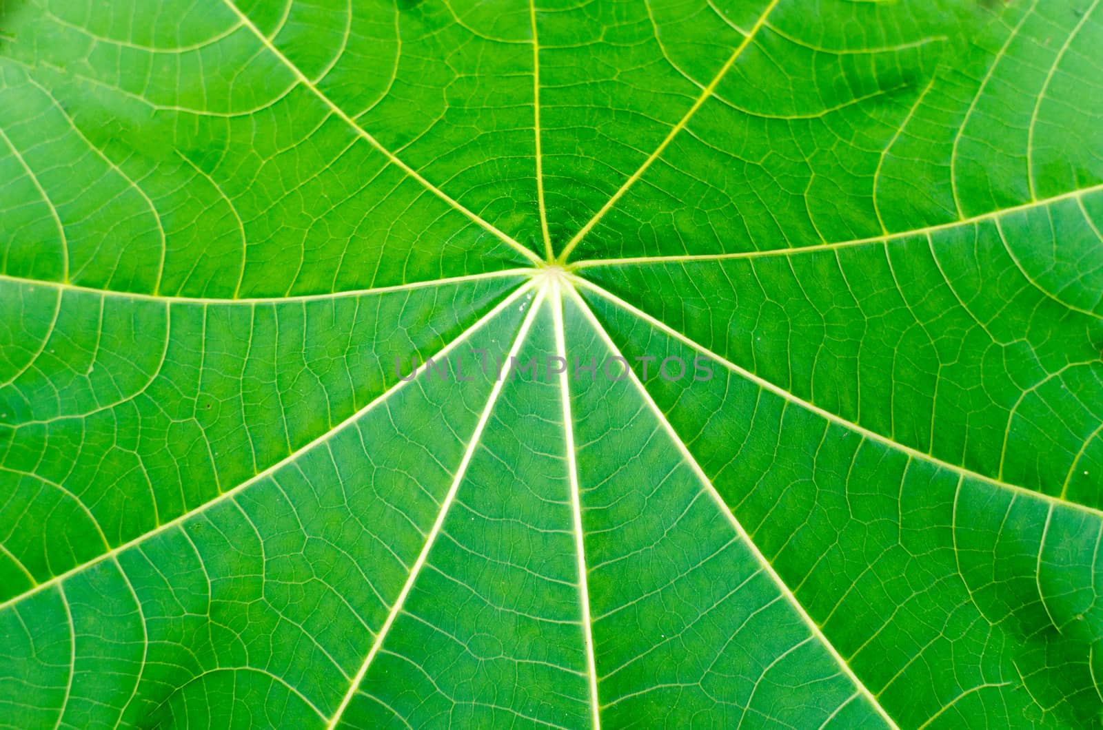 close up full frame green leaf texture and background by nopparats
