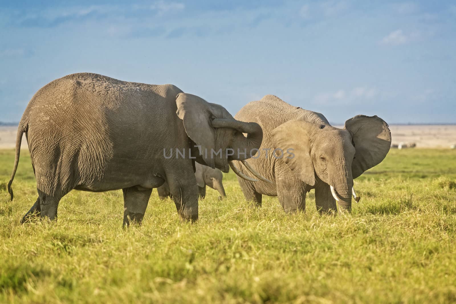 Herd of African Elephants by snafu