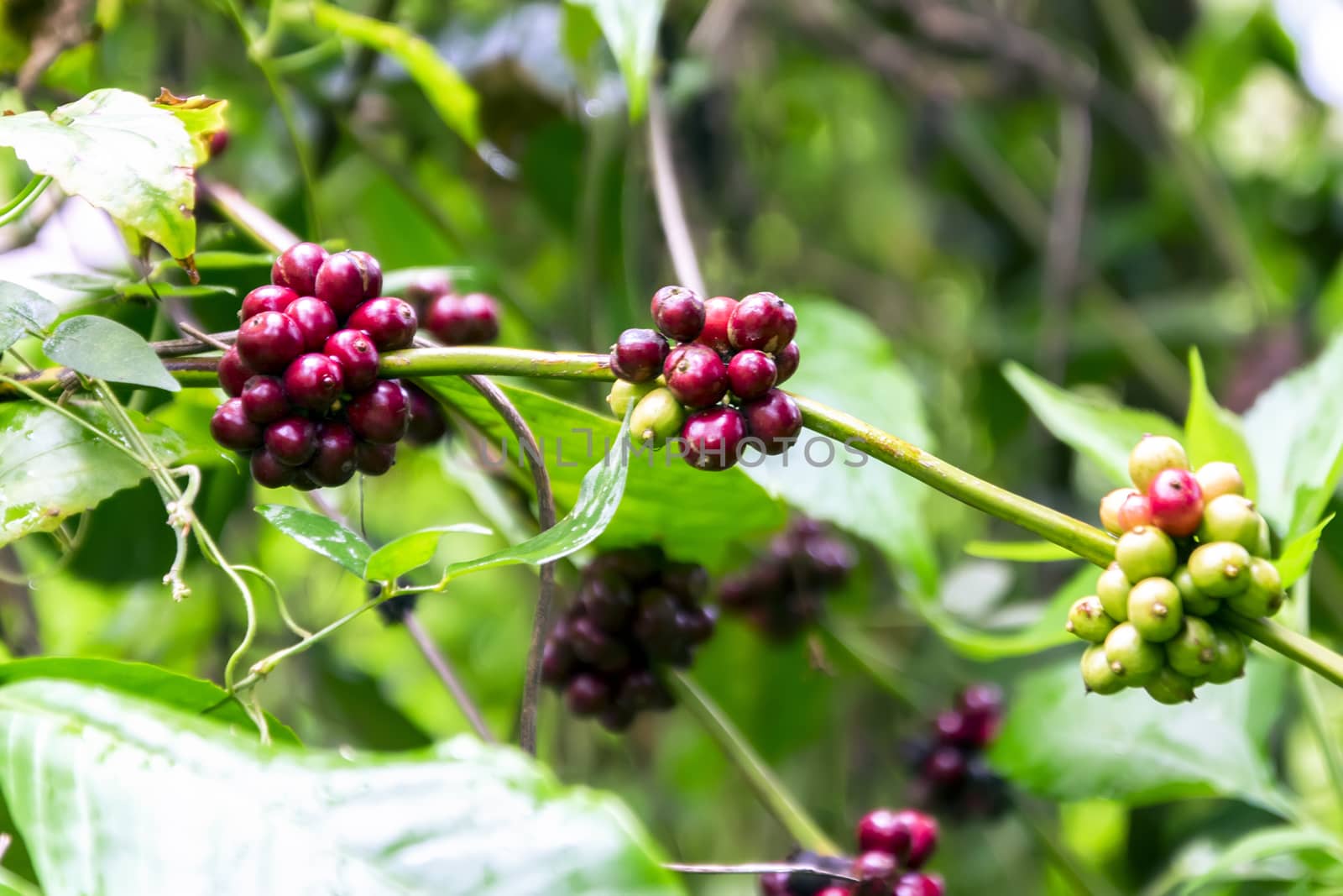 Wild Coffee In Mountains Of Sumatra. by GNNick