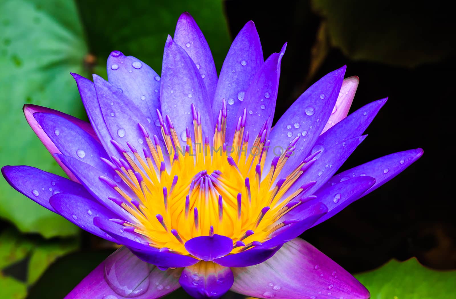 Purple water lily after rains
