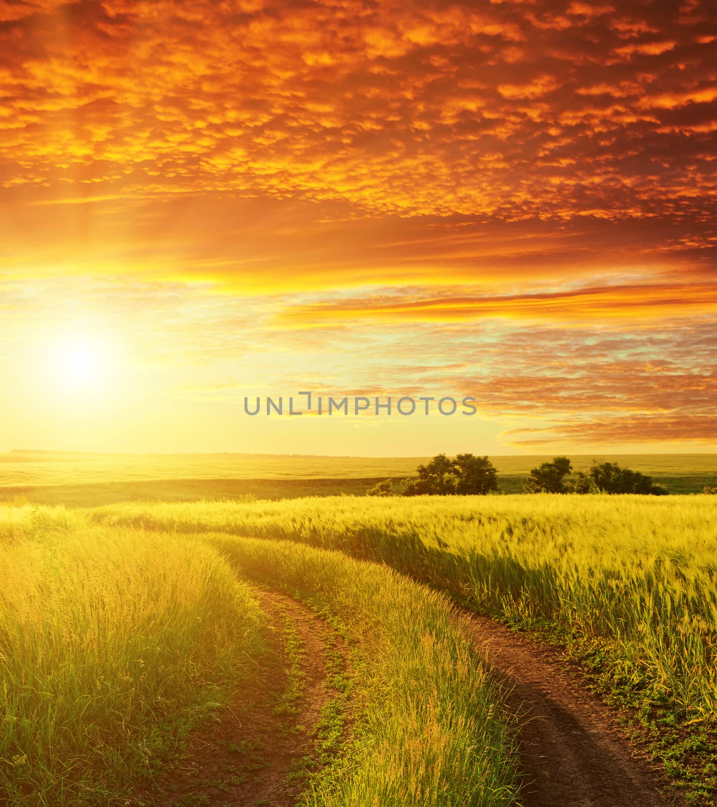 red sunset and road in green field