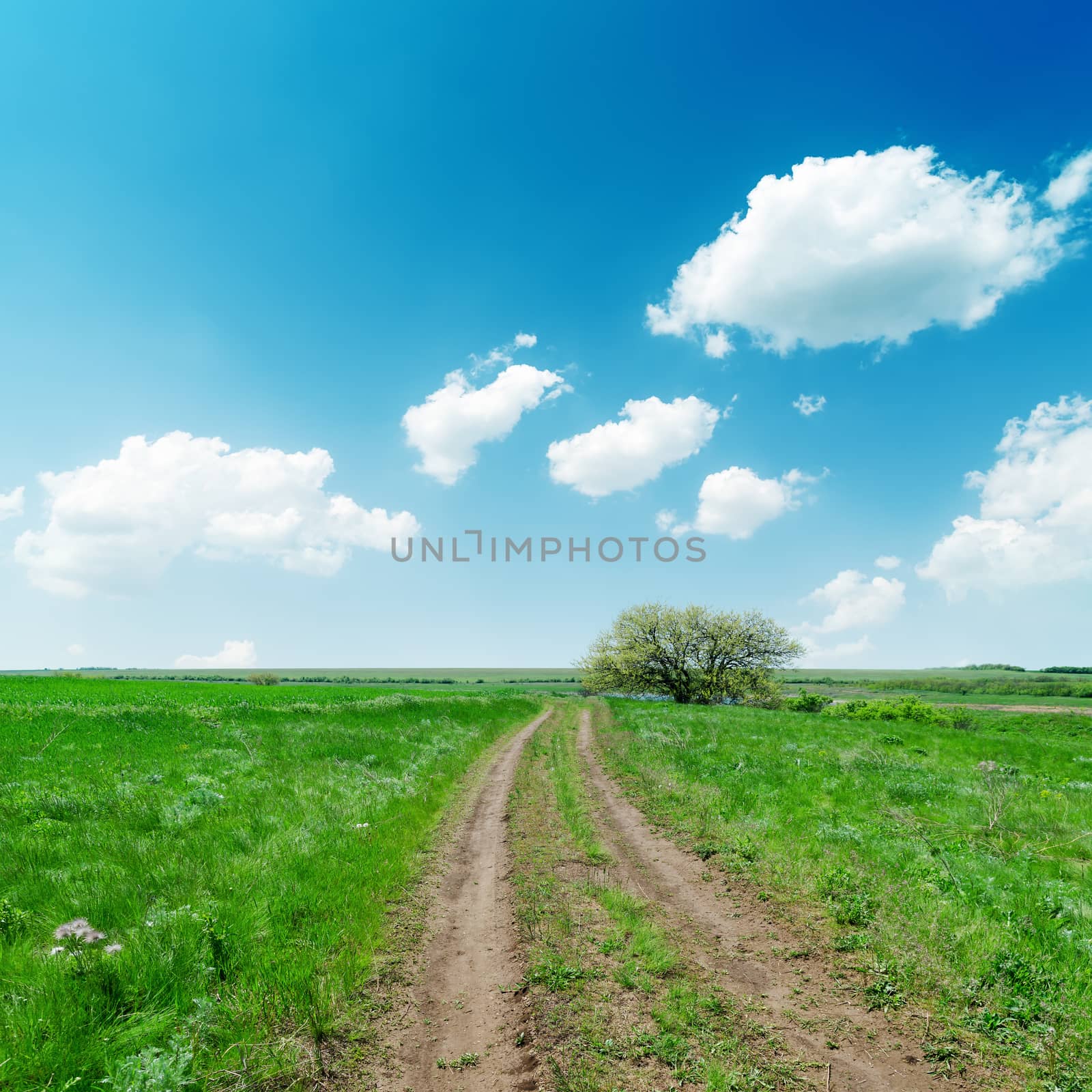dirty road in green fields and blue sky with clouds by mycola
