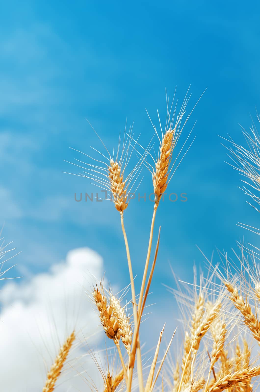 yellow wheat ears on field and blue sky. soft focus