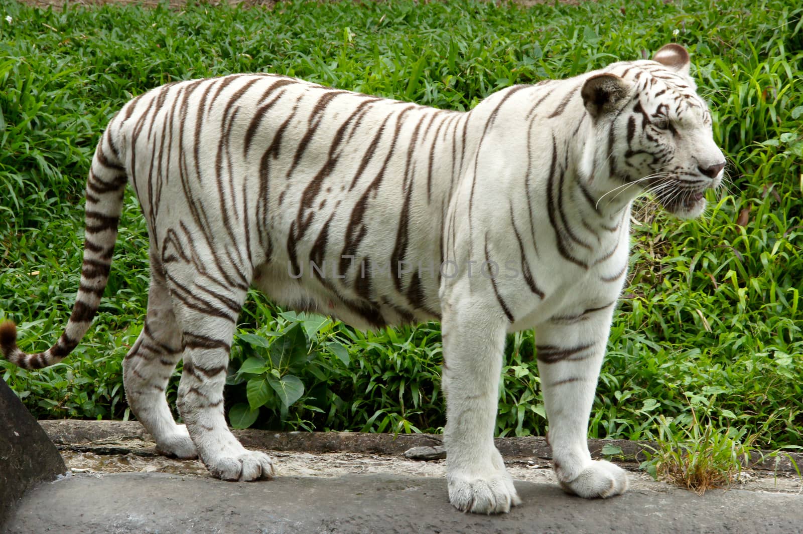 White Tiger by Noppharat_th
