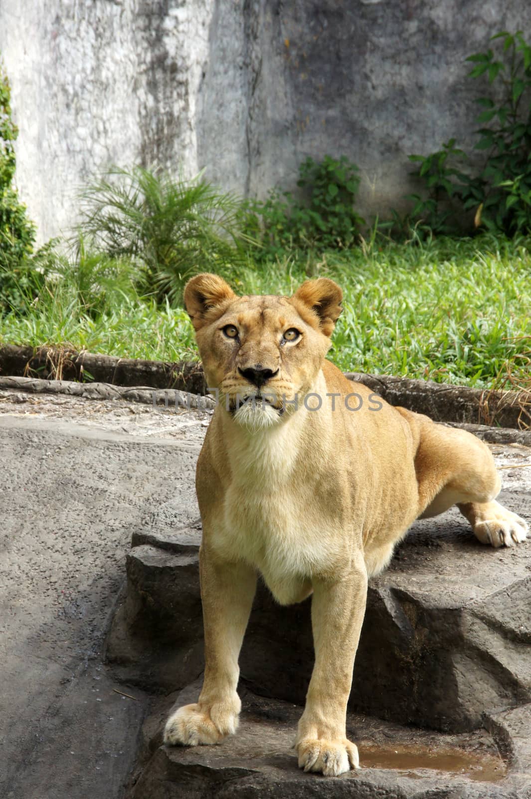 Portrait Of Wild Lion by Noppharat_th