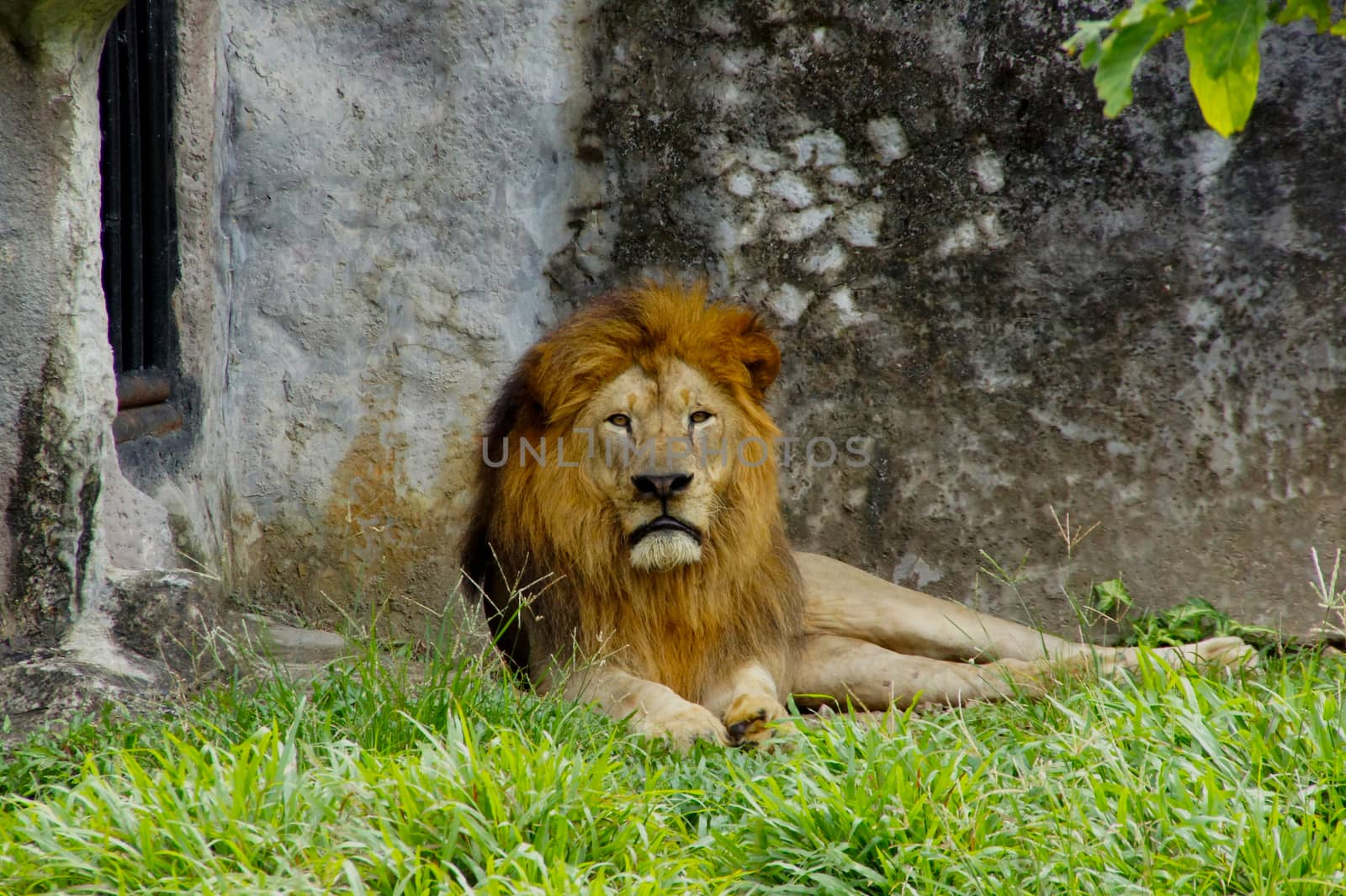 Portrait Of Wild Lion by Noppharat_th