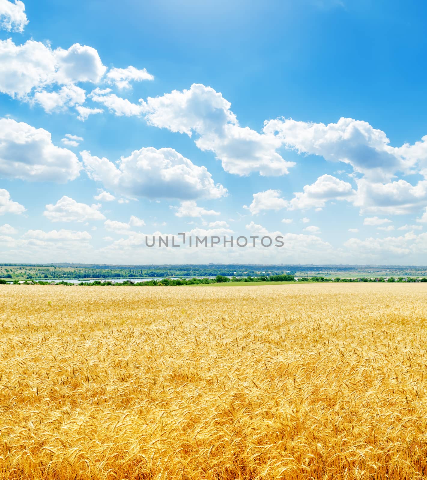 golden color field with wheat and low clouds in blue sky by mycola