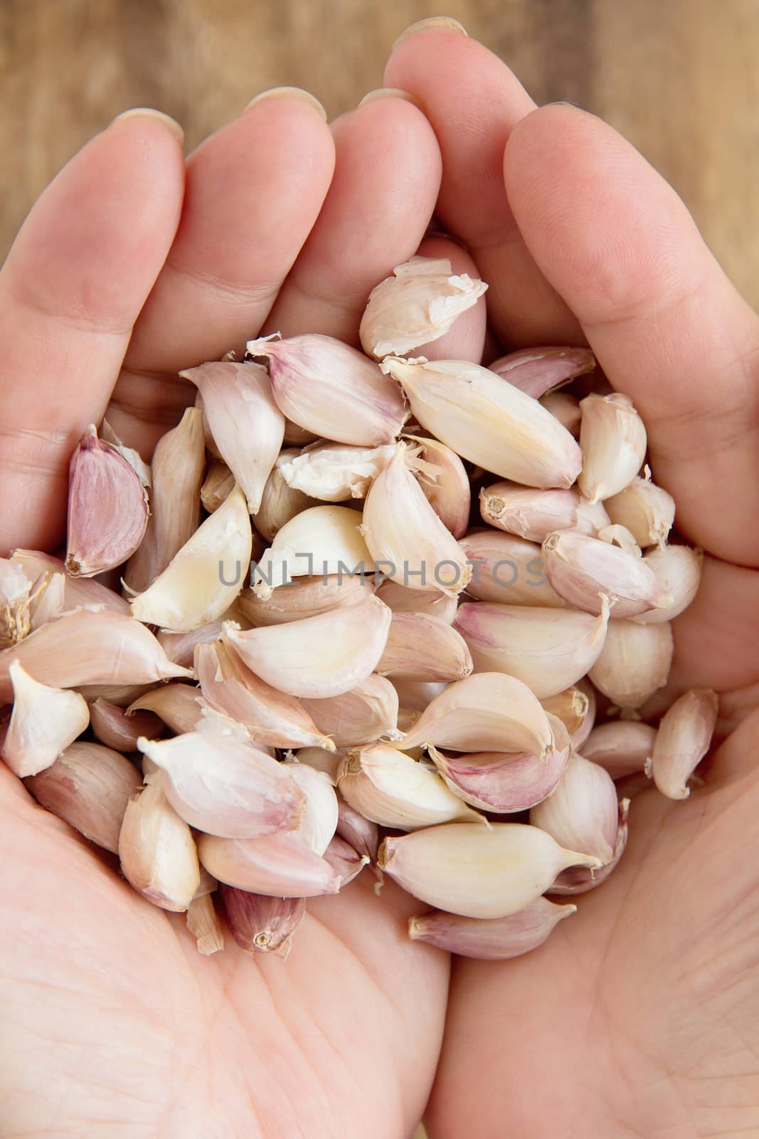 hand holding organic garlic close up