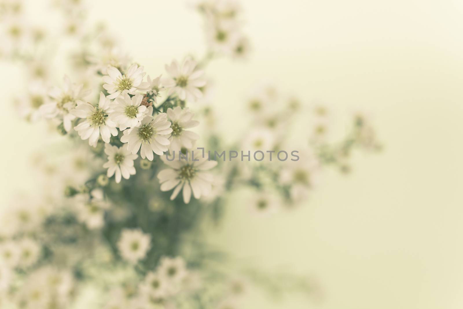 retro style image of Gypsophila