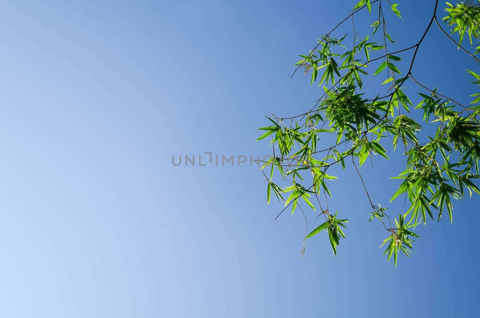 Green bamboo leaves shot against a bright blue morning sky