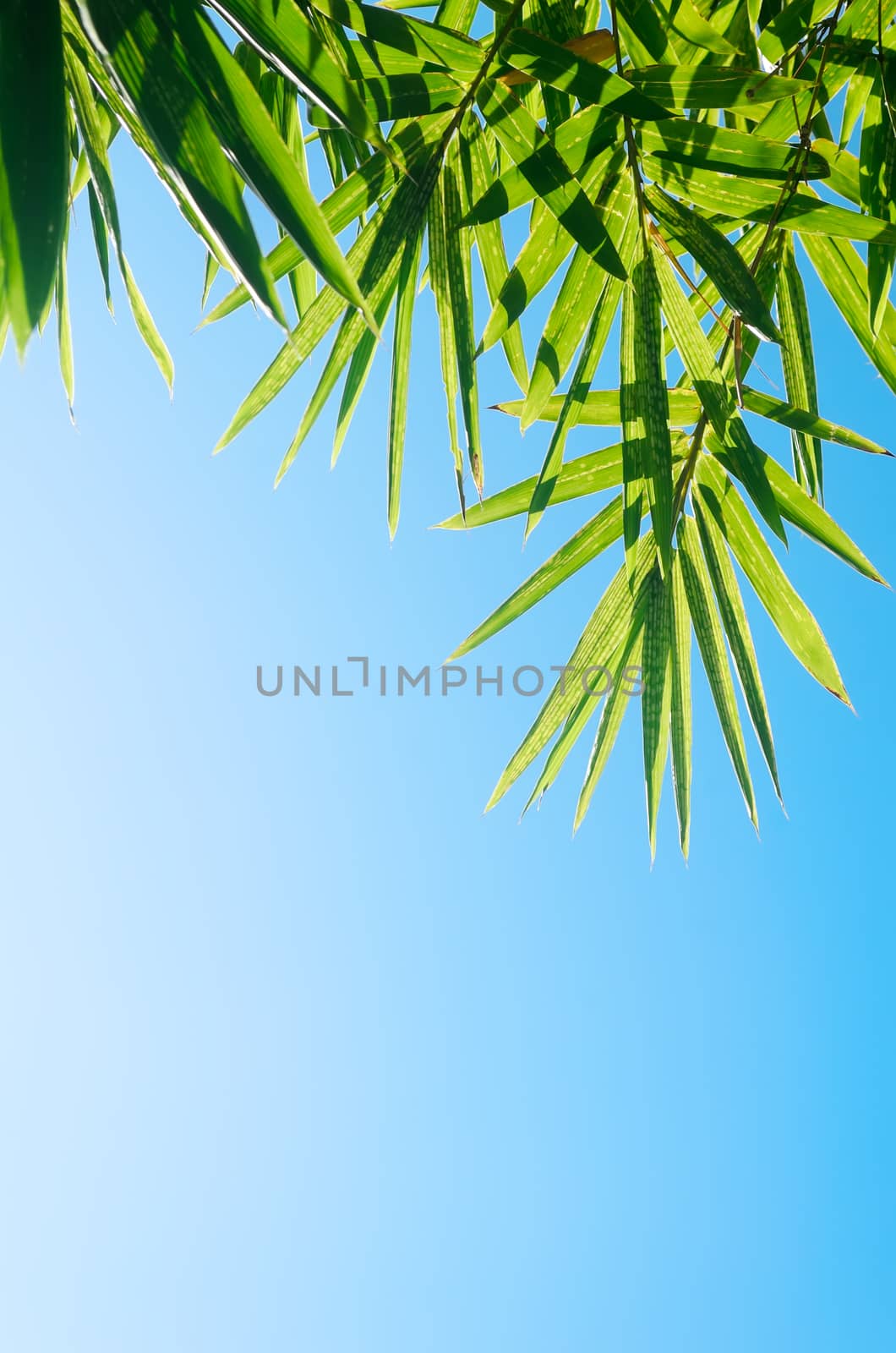 Green bamboo leaves shot against a bright blue morning sky