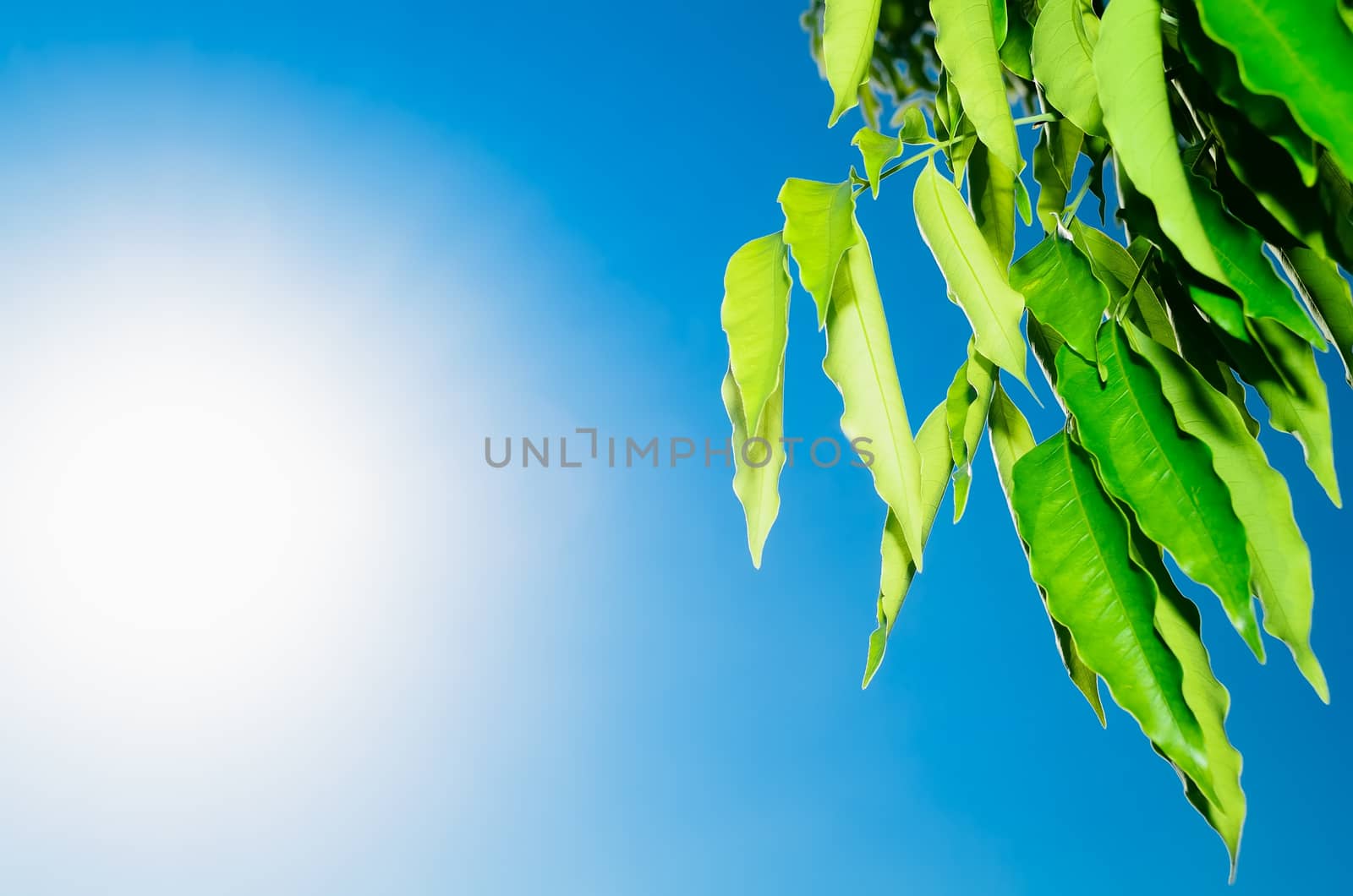 Green leaves shot against bright sun and blue sky