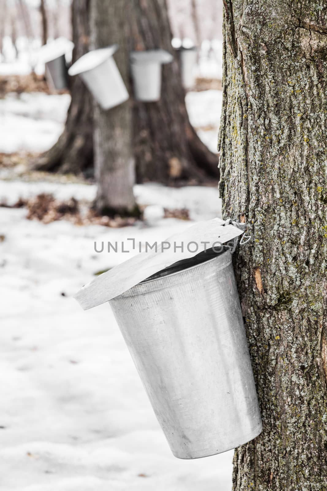 Forest of Maple Sap buckets on trees in spring