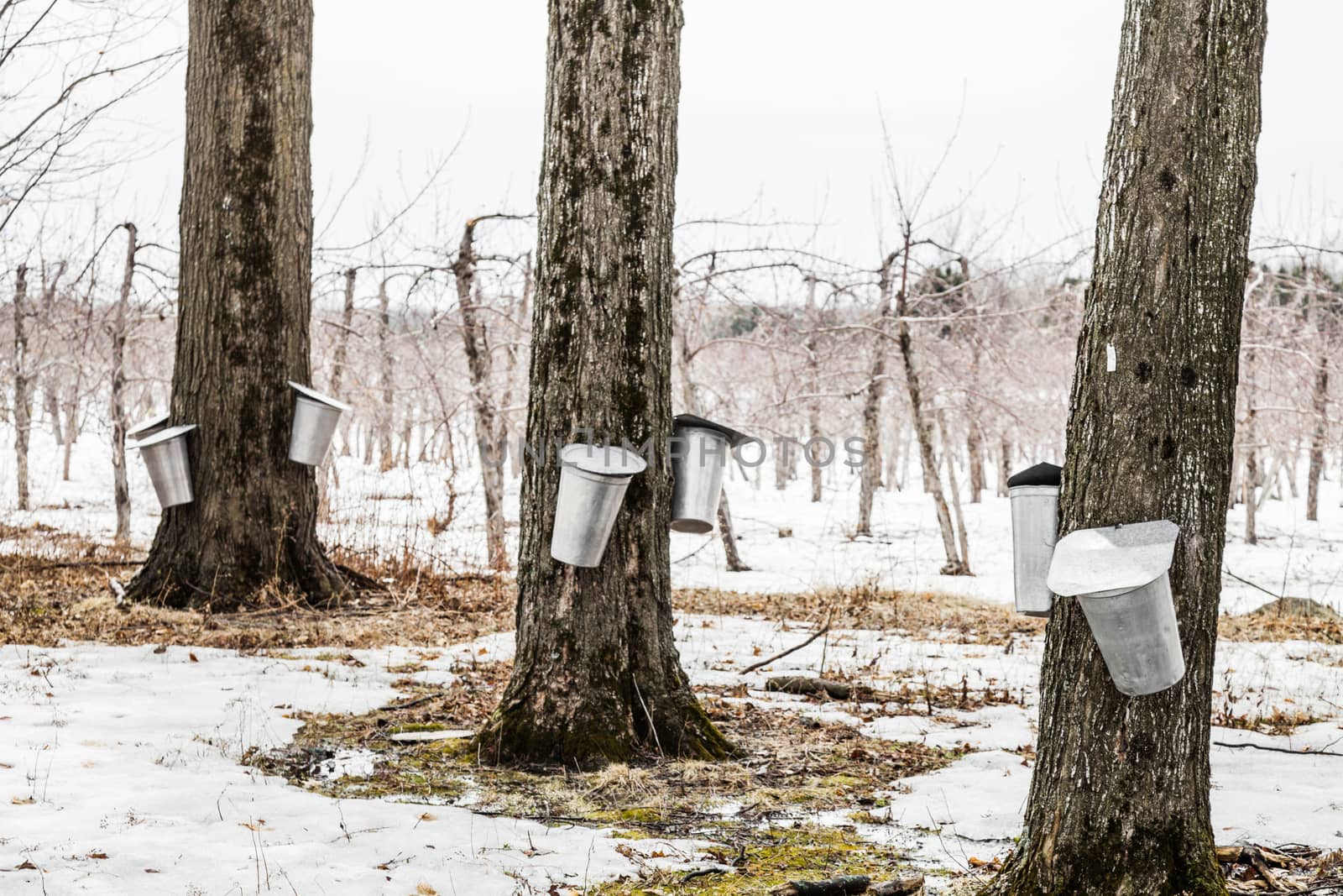 Forest of Maple Sap buckets on trees by aetb