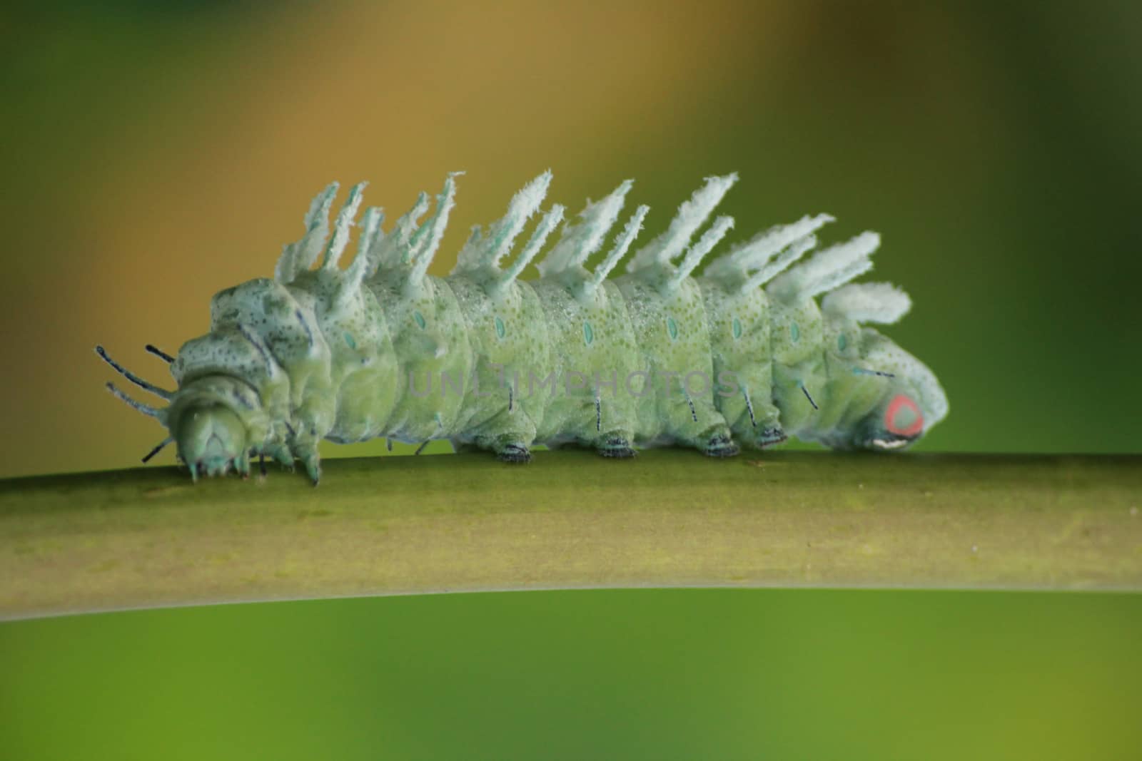 The giant moth is on the stem of the papaya treee.