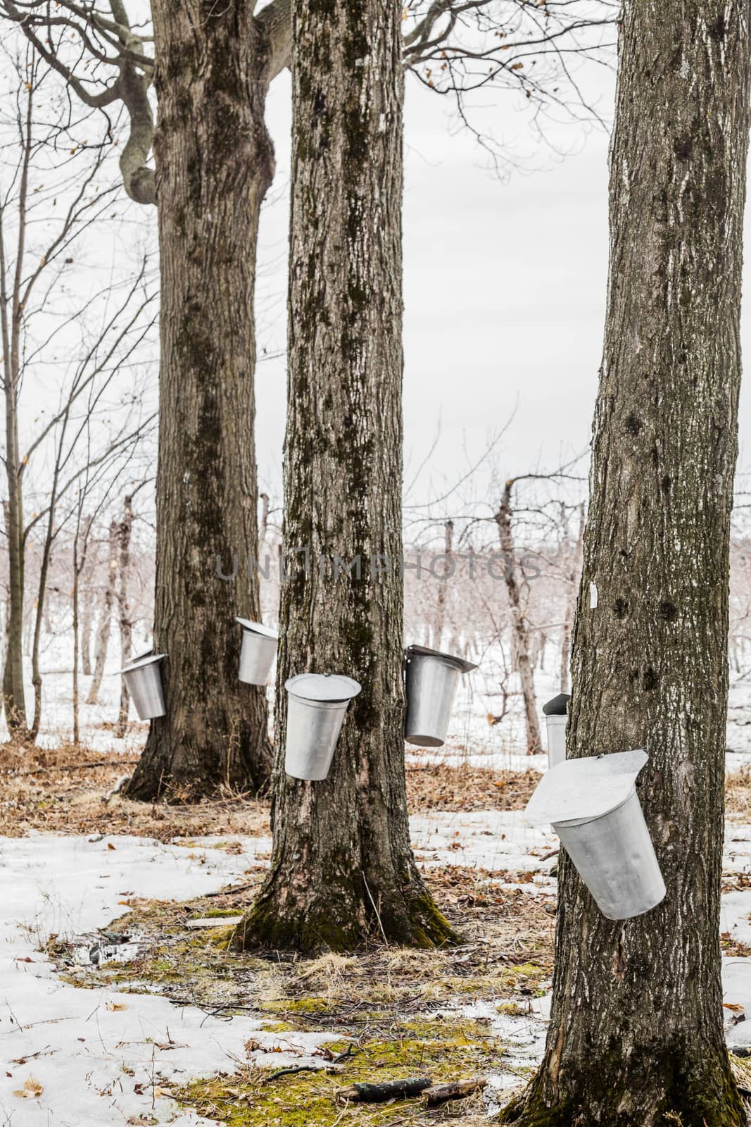 Forest of Maple Sap buckets on trees in spring