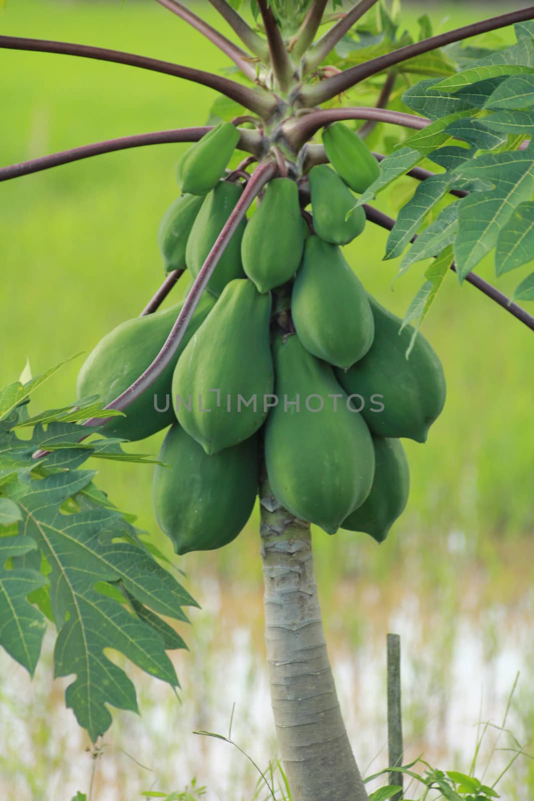 The pappaya tree is planting near the meadow with the fruitful.