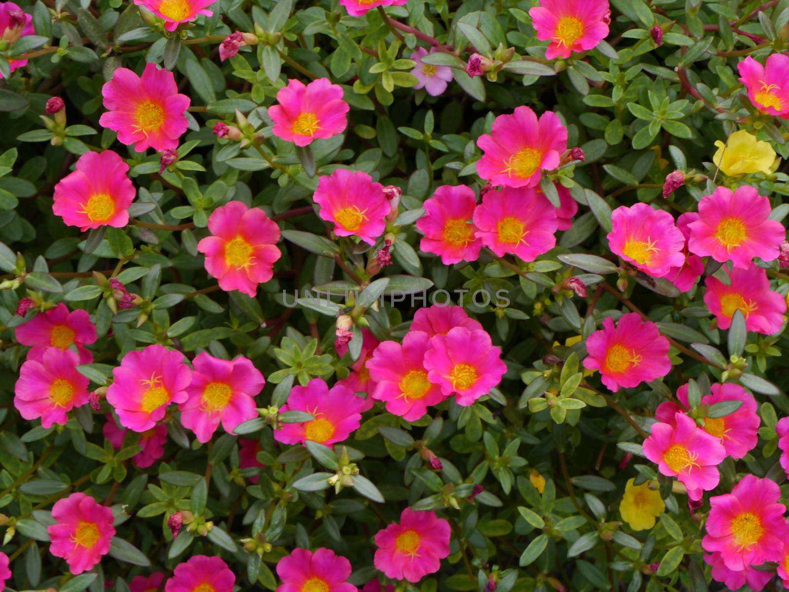Portulaca flowers by Noppharat_th