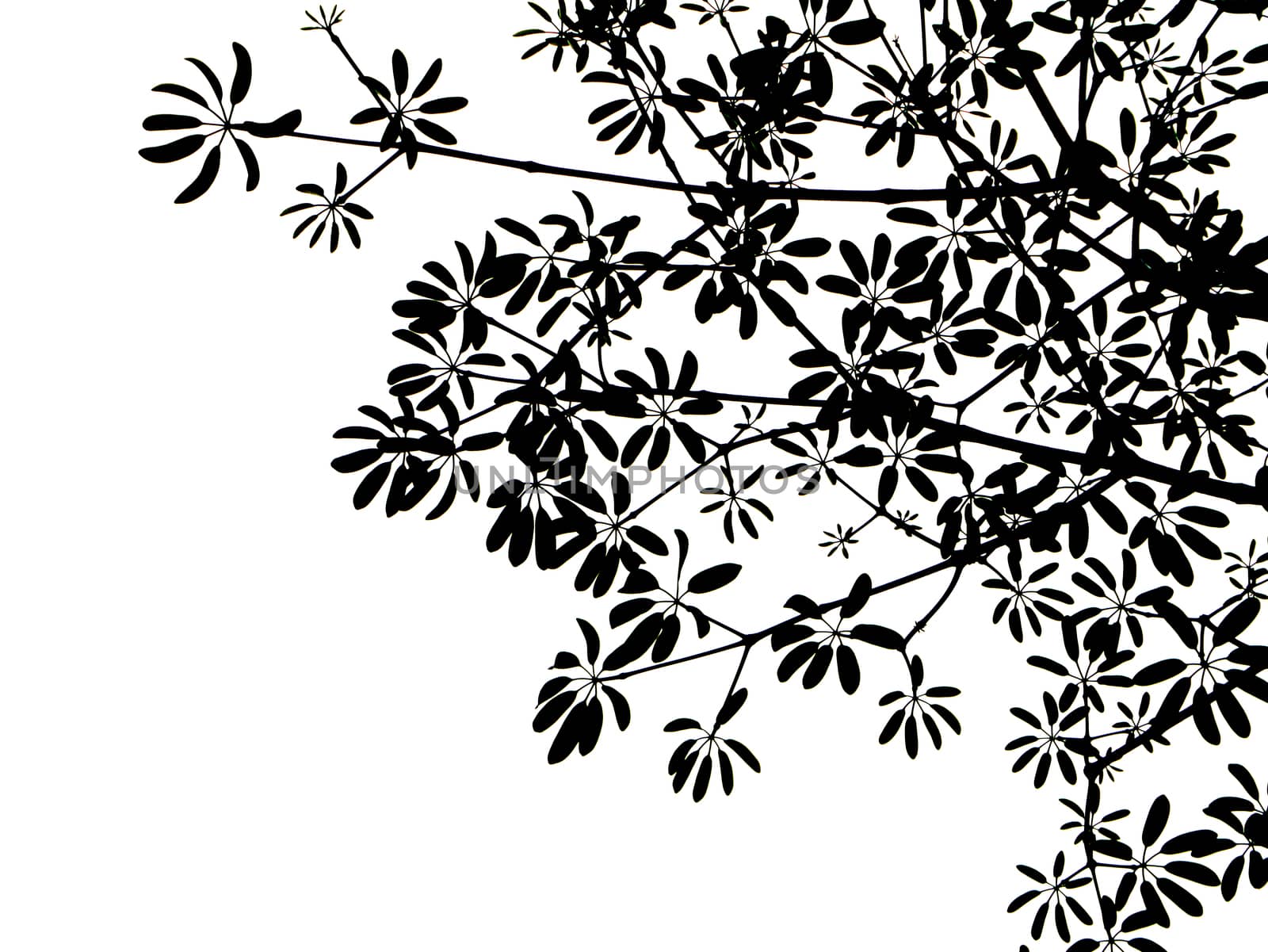 black leaves on white background.