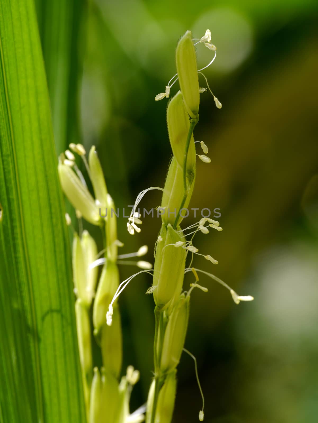 paddy stalk and flowers by Noppharat_th