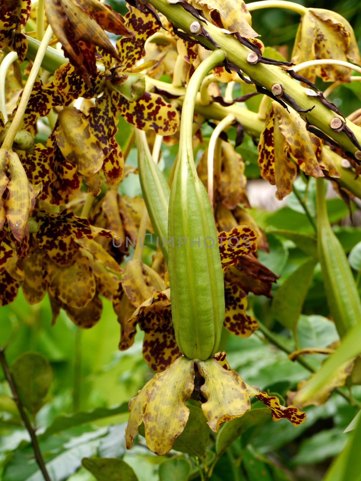 Largest orchid in the world, Scientific name: Grammatophyllum specinocum BL.