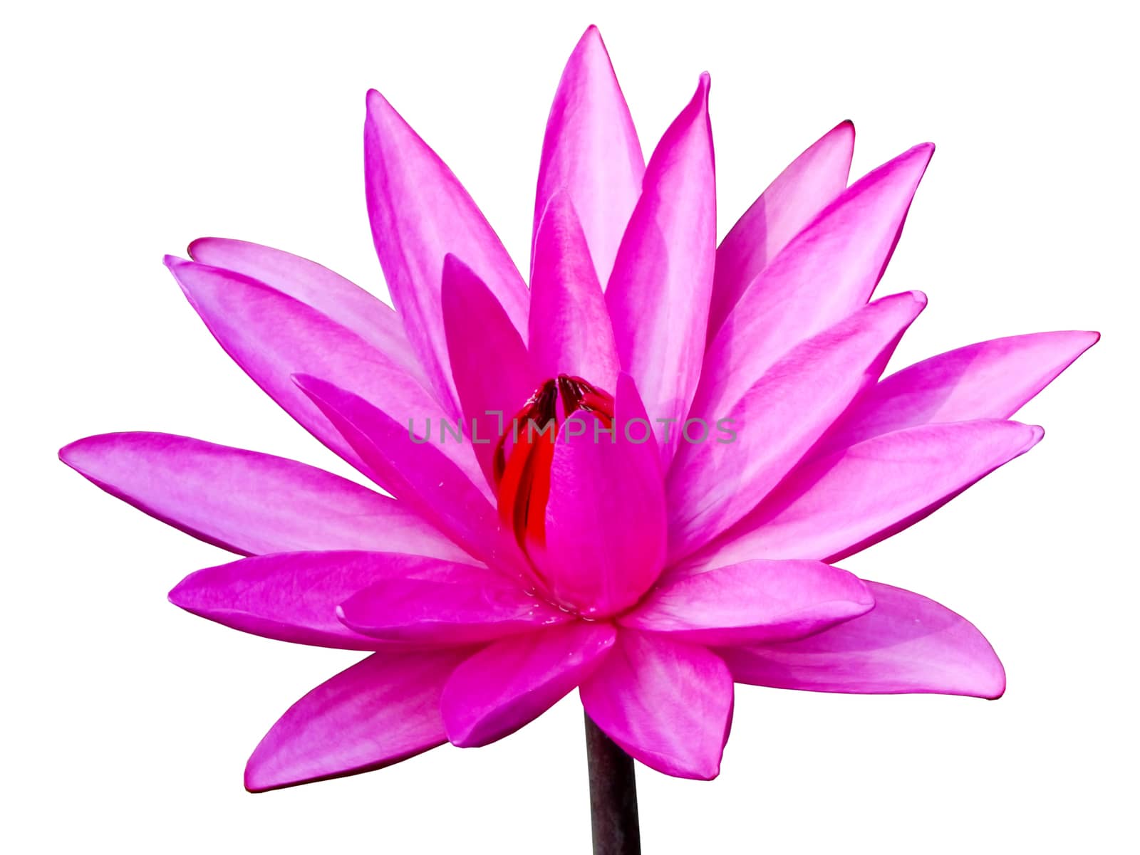 Water lily on white background.
