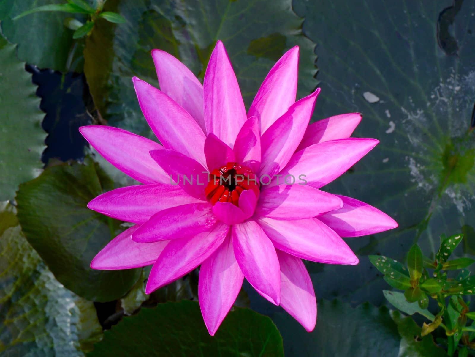 pink water lily with lotus leaf on pond by Noppharat_th