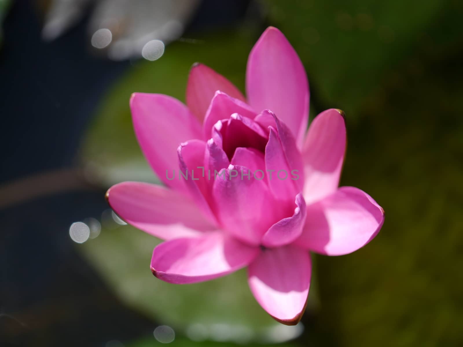pink water lily with lotus leaf on pond by Noppharat_th
