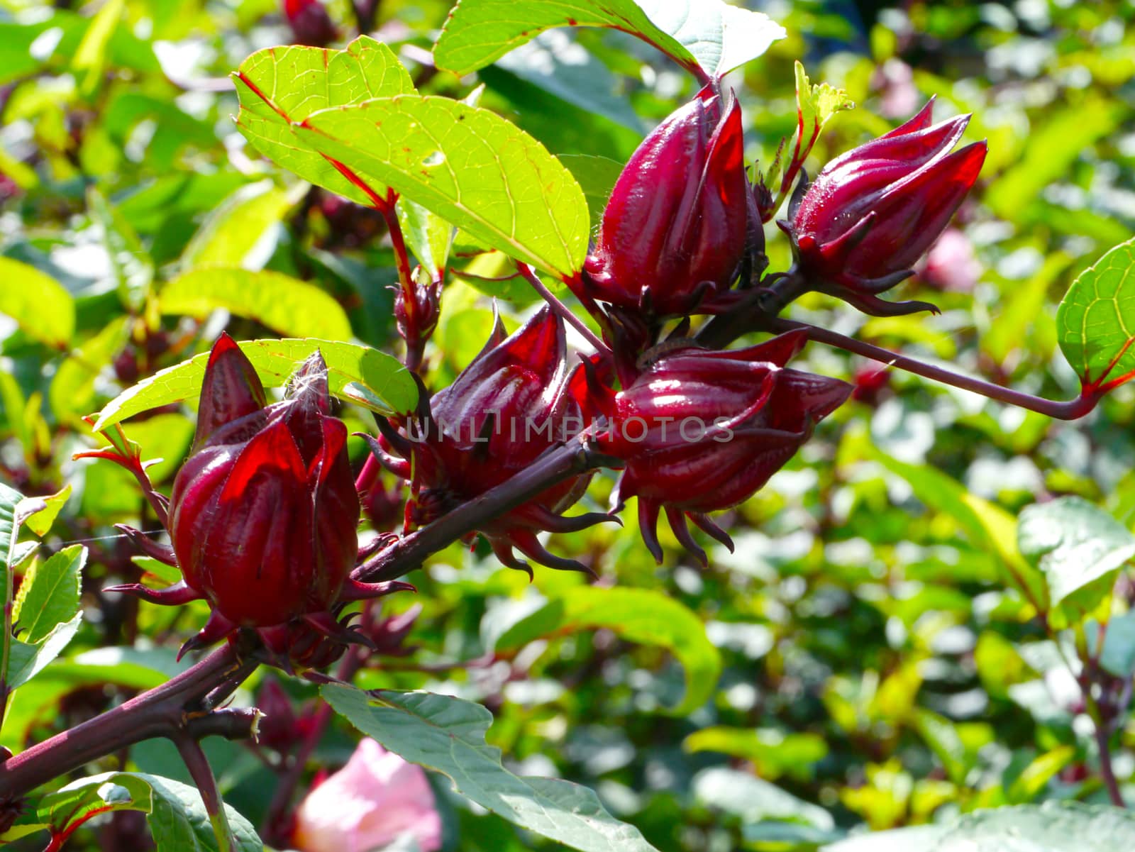 Roselle fruits (Hibiscus sabdariffa L.), Thailand