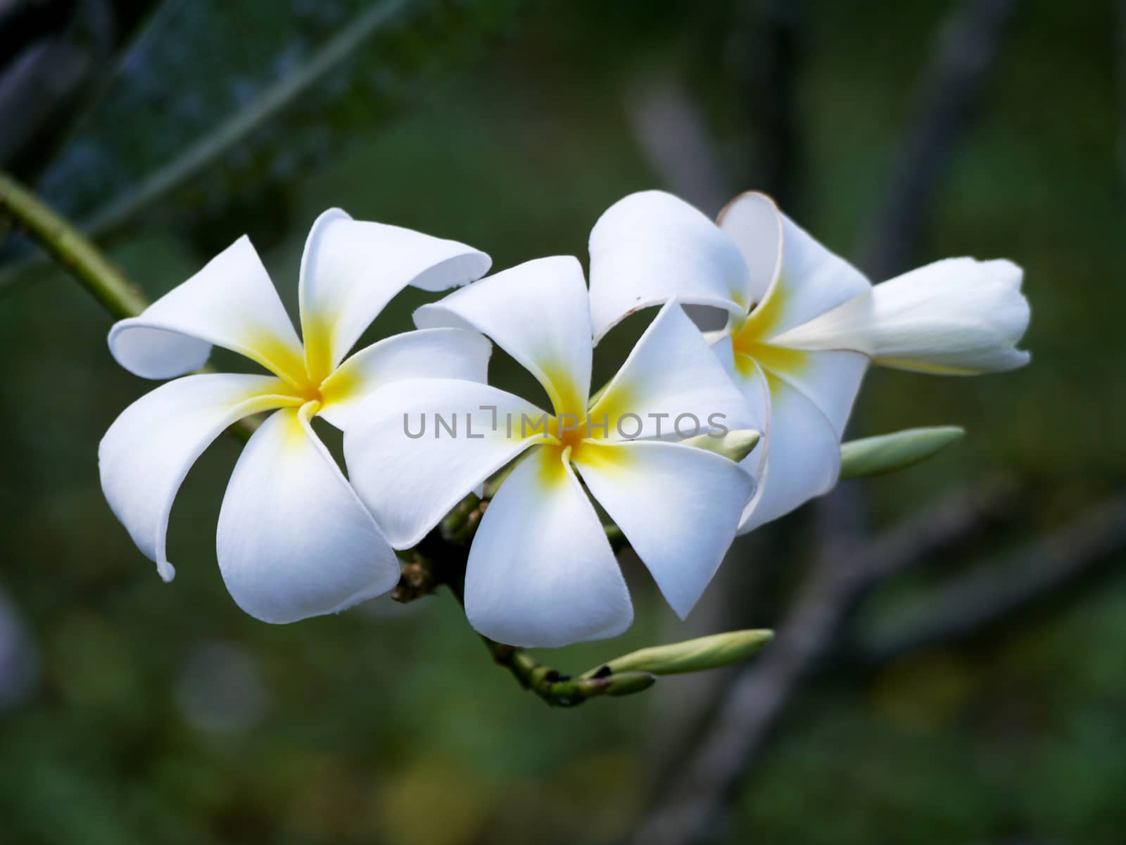 White Frangipani flowers. by Noppharat_th