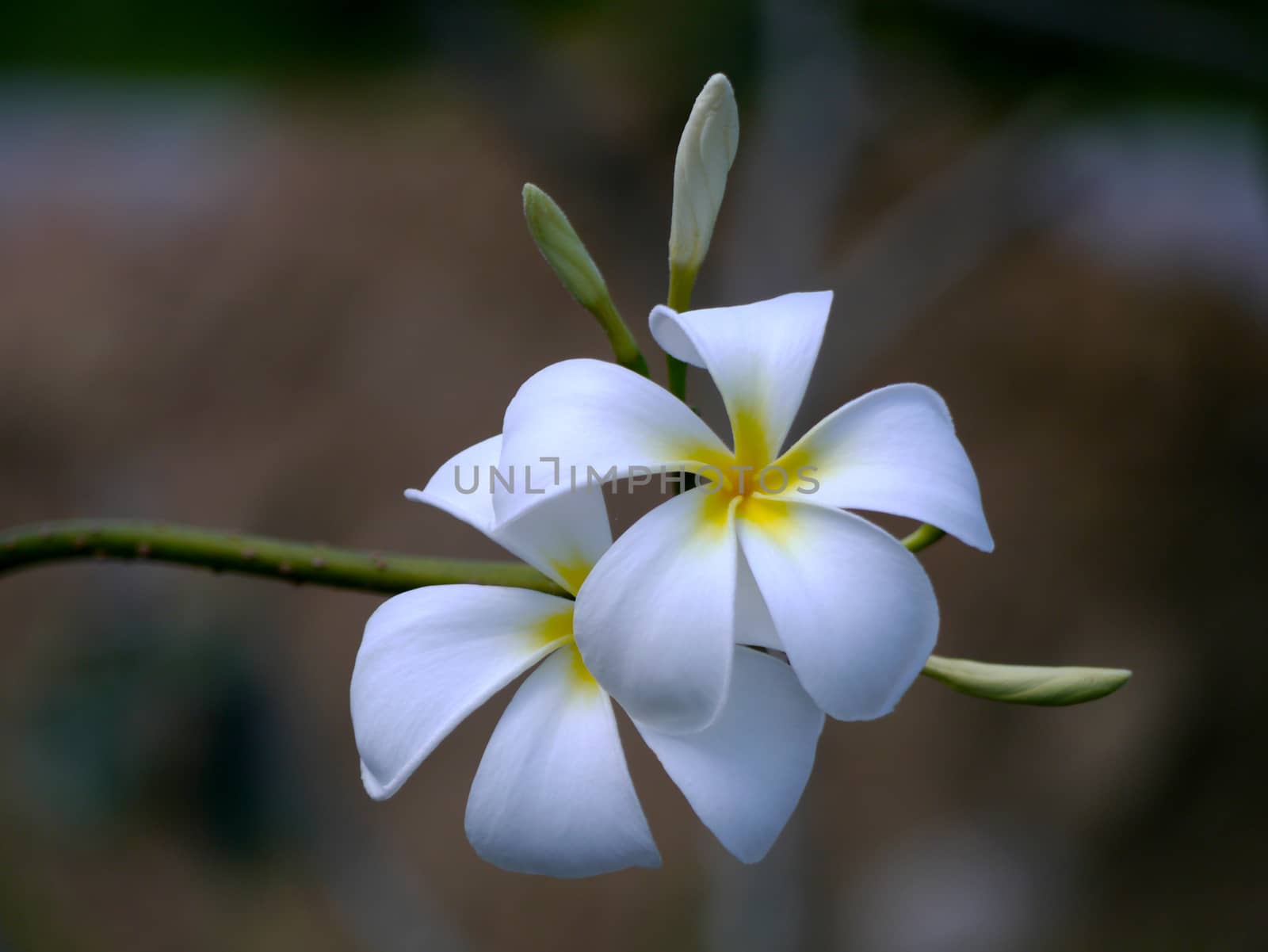White Frangipani flowers. by Noppharat_th