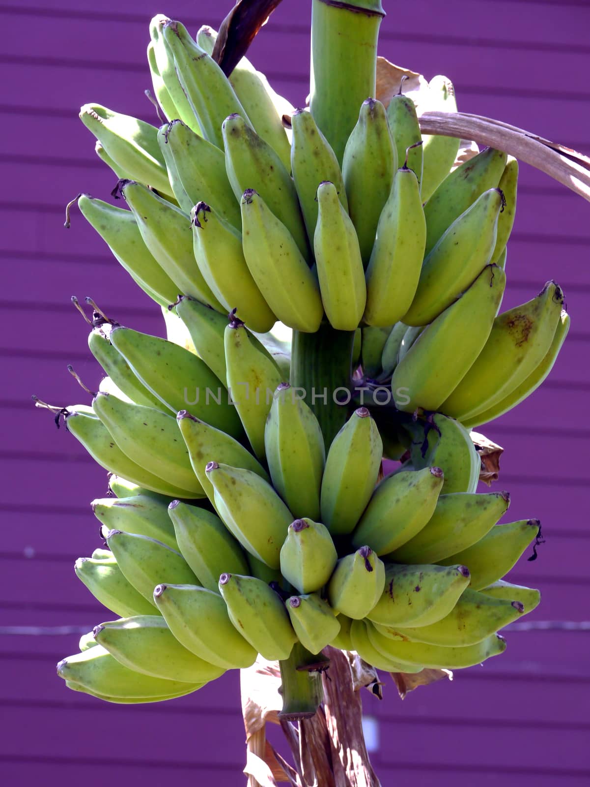 Bunch of bananas on tree
